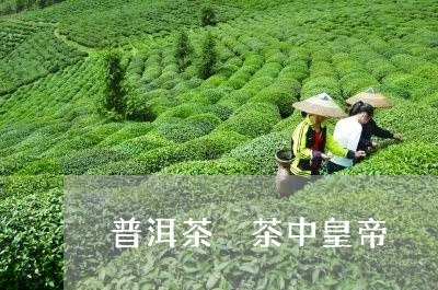 普洱茶 茶中皇帝/2023041095069